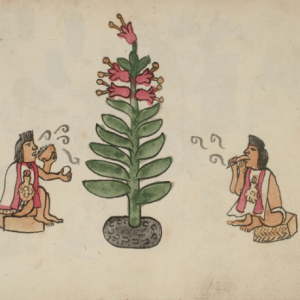 Curso: Introducción al mundo del mezcal